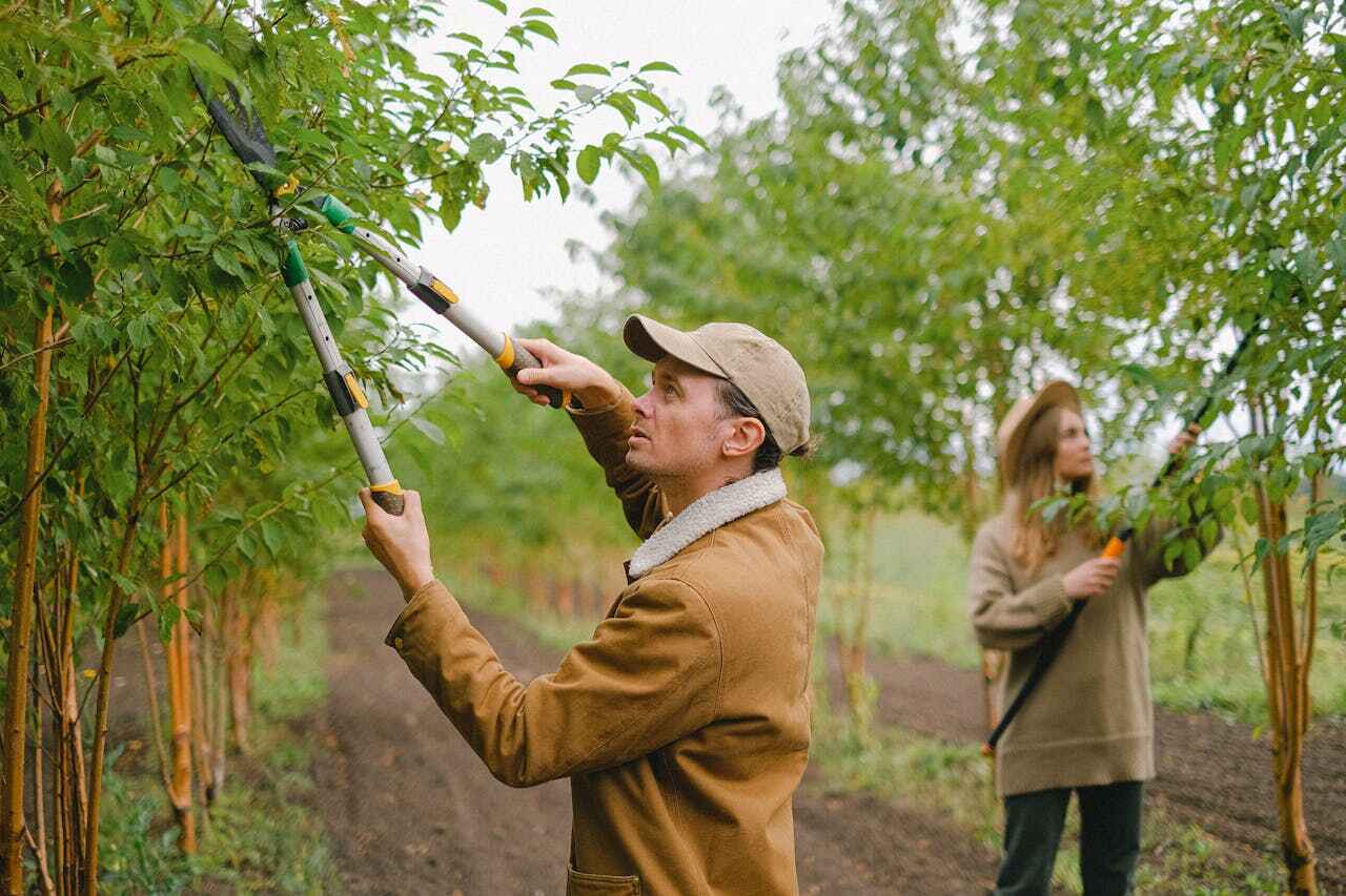 Trusted Santa Venetia, CA Tree Service Experts